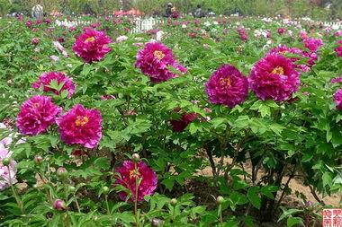 菏泽国花爆料最新消息,揭秘菏泽国花背后的故事与魅力